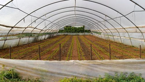 低成本高回報(bào) 農(nóng)作物種子經(jīng)營(yíng)，年賺六萬(wàn)不是夢(mèng)