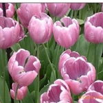 沭陽(yáng)縣新河鎮(zhèn)綠友花卉園藝場(chǎng) 一站式農(nóng)作物種子經(jīng)營(yíng)服務(wù)，百合、女貞、獼猴桃種子精選供應(yīng)